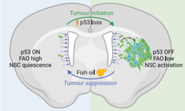 Developmental cell publication image link