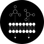 Macromolecules